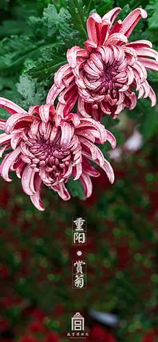 iphonex/xs/maxs植物花卉系列壁纸,修改图片的原图