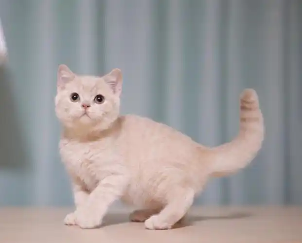 会发电报的英短乳色弟弟