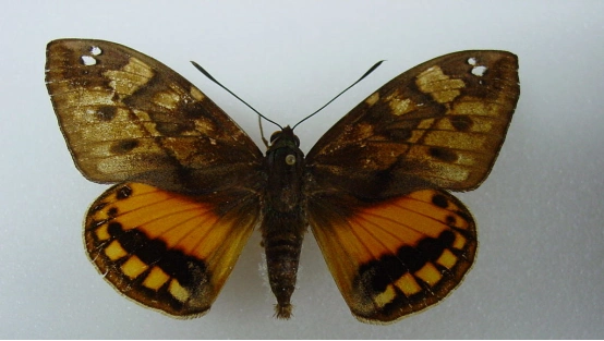 10.01|数学-英文版-美妙的黄金分割