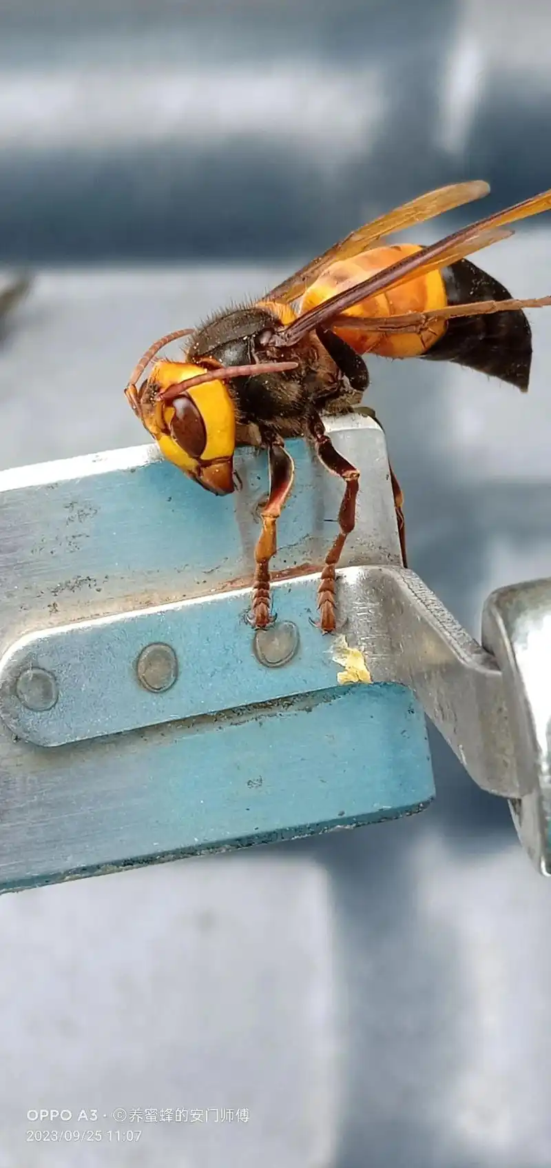 实物高清照片.图像显小,看到活体你绝对会震撼到. - 抖音