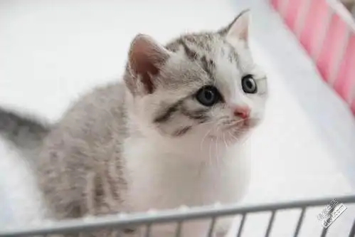 超萌的大眼正八字加白纯英短宝宝预定啦