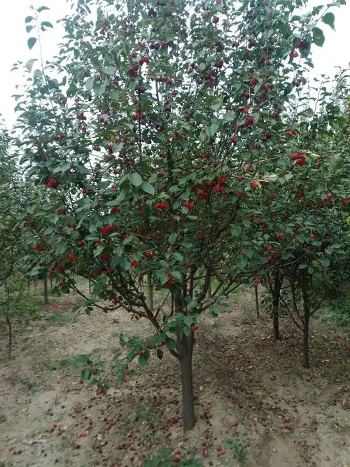 品种名:八棱海棠 品种名:八棱海棠          本公司常年出售