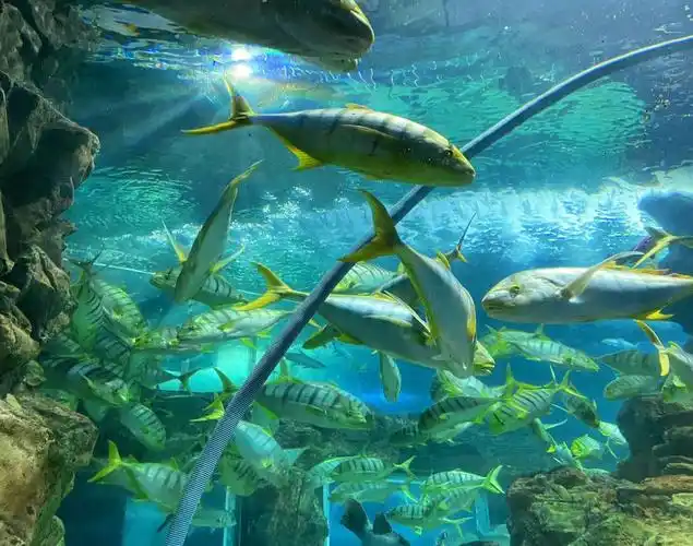 青岛海底世界浅观