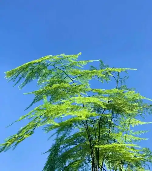 10种绿色植物,漂亮好养,把角落里的废弃毒气全吸走