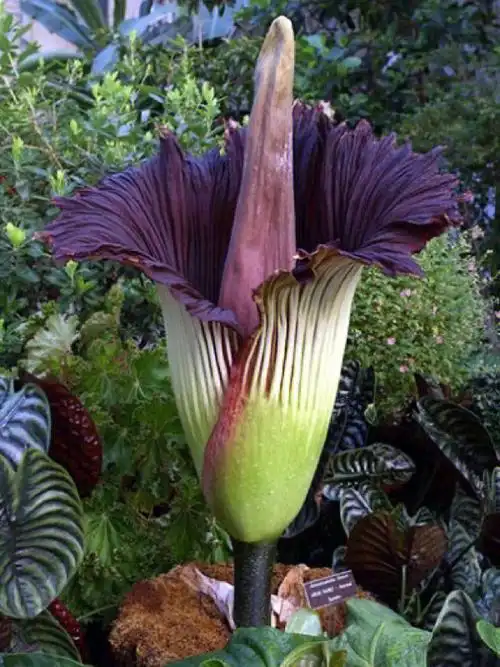 花有香也有臭世界上最臭的花巨型海芋