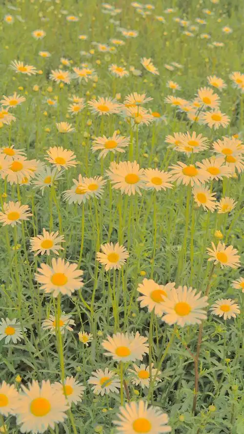 有没有小仙女专属壁纸