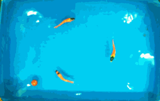 我们能不能把仿生机器鱼也赋予所谓的灵魂呢?