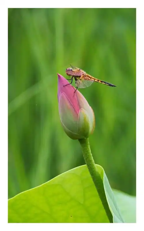 蜻蜓戏荷