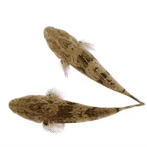 旬阳麻坪乌鳢鱼苗批发淡水鱼苗 网箱养殖鱼苗