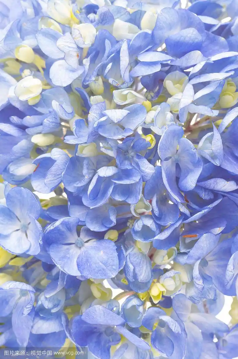 透光下新鲜美丽的绣球花花瓣背景