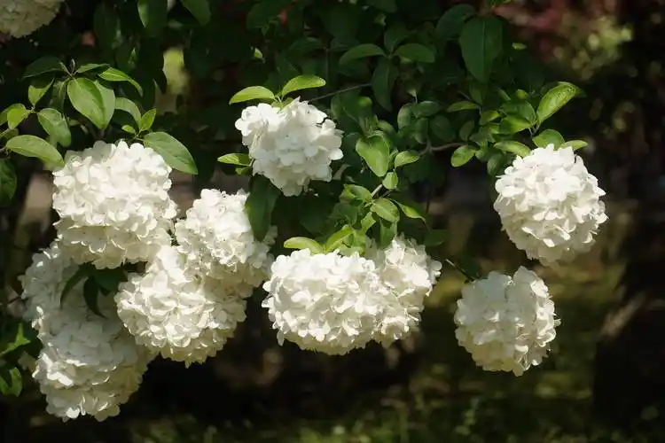 绣球花艳明故宫