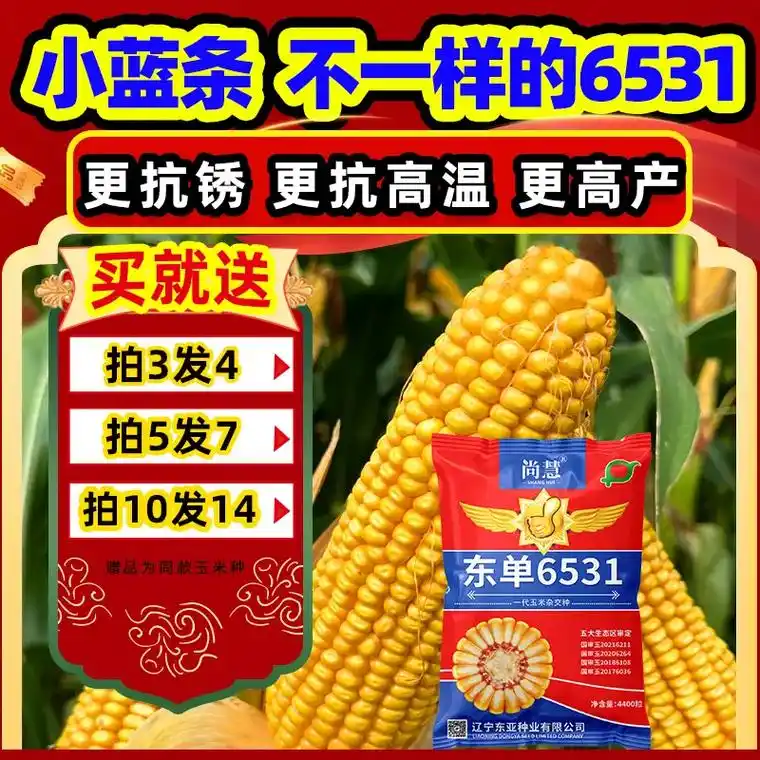 好种子!双棒王紫根玉米99.我的带货精选!双棒王紫根紫杆矮杆 - 抖音