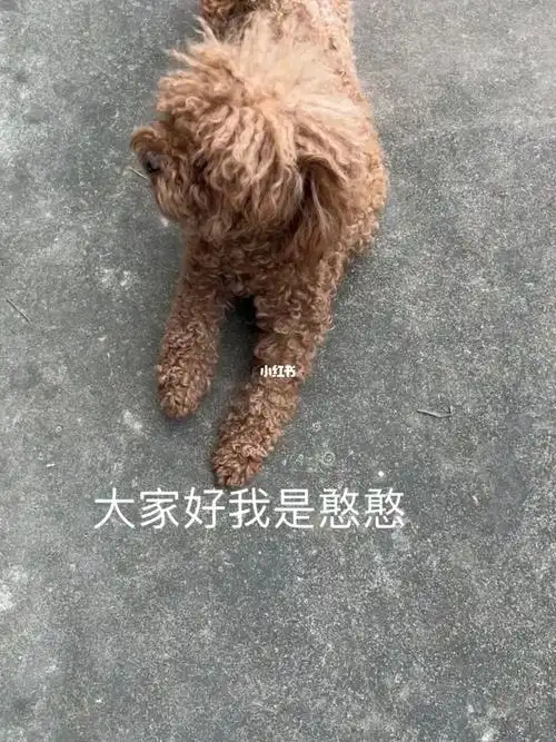 这个小母狗哪里都不要睡只要睡在我老公的睡裤上面 !