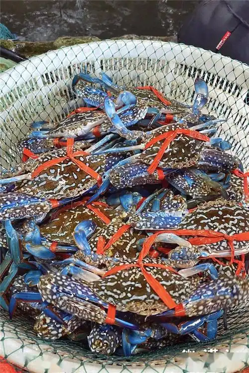 开海啦一大波生猛海鲜正在冲向湛江人的餐桌