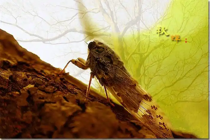 秋蝉,秋残,秋缠,秋潺