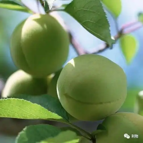 初夏就是要喝冰梅酒呀吨吨吨的夏天来了