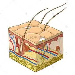 皮肤结构矢量图化妆化妆品工具背景卡通手绘化妆品滴液插画整形外科的