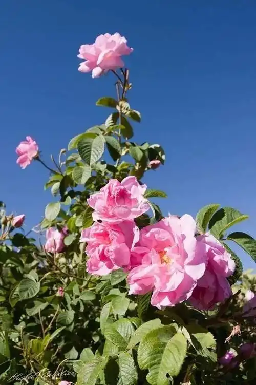 世界十大绝美花海,让人心醉!