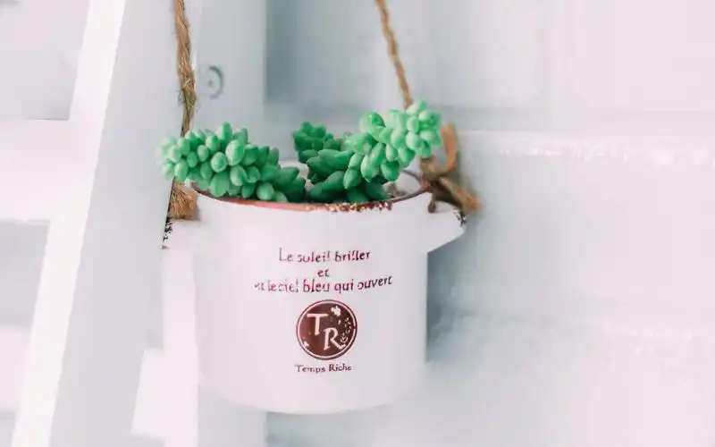 纯白小清新静物唯美高清桌面壁纸