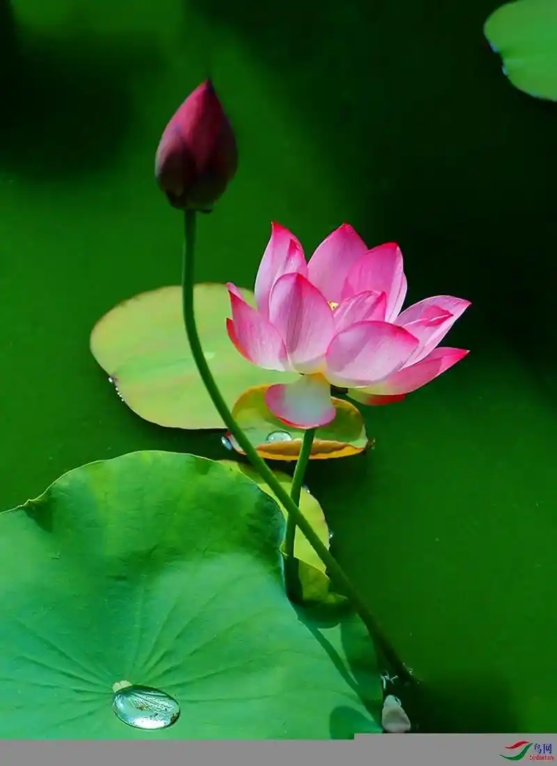 好运莲莲荷花分享给你 #悟人生之道 #静心看世界 #出淤泥 - 抖音