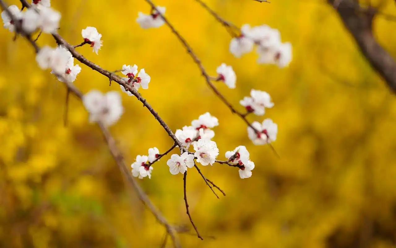 唯美纯白杏花小清新高清桌面壁纸