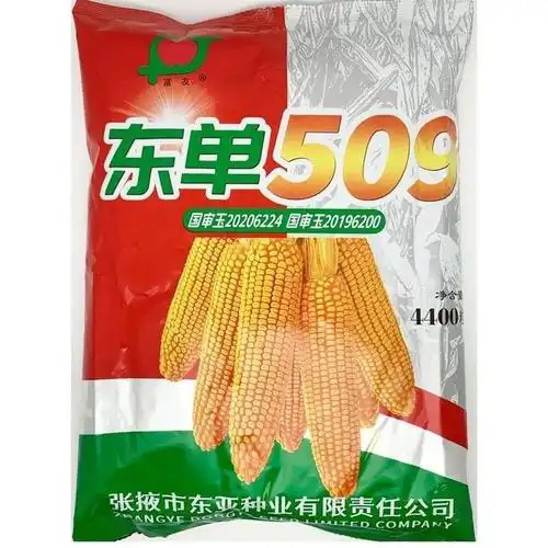 东单509 玉米种子 双国审矮杆活杆成熟紫杆苞谷种-阿里巴巴
