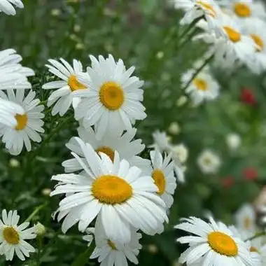 小清新花朵头像好看唯美白色的雏菊花图片