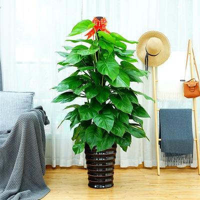 定制绿萝大盆栽带柱子客厅前台大叶盆景室内吸甲醛净化空气防辐射