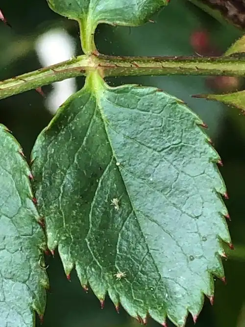 我的月季长红蜘蛛了
