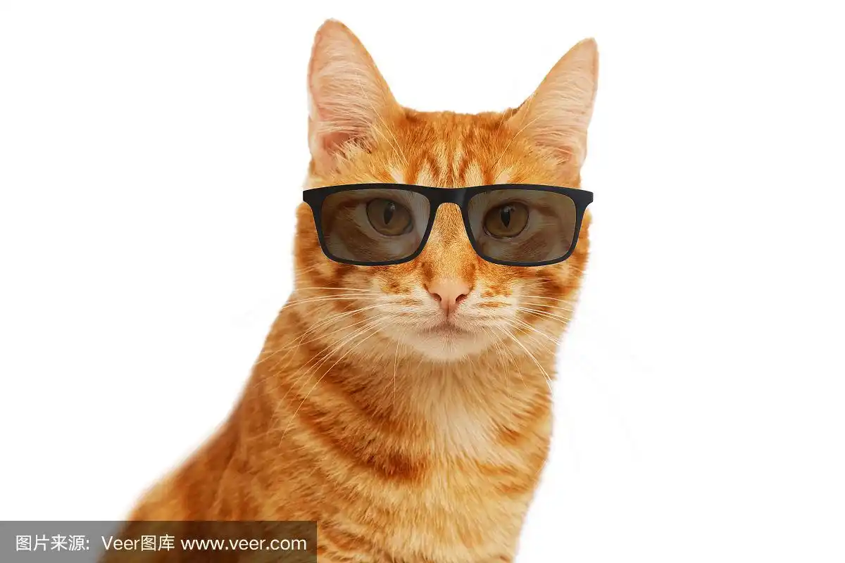 滑稽的姜猫戴眼镜的特写肖像
