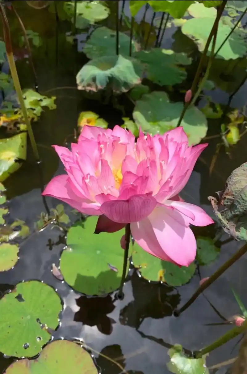 高楼观景,4a级景点三水荷花世界.在高楼可观4a级景点三水荷 - 抖音