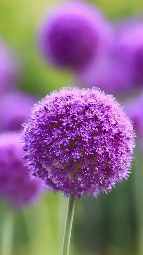 紫色花,锁屏图片,手机壁纸,植物-回车桌面