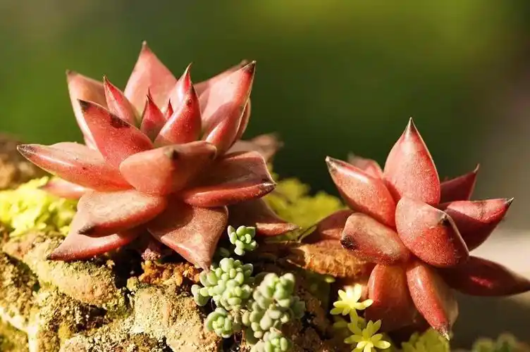 多肉的世界 - 堆糖,美图壁纸兴趣社区