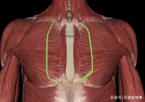 怎样让胸肌中缝又窄又深?
