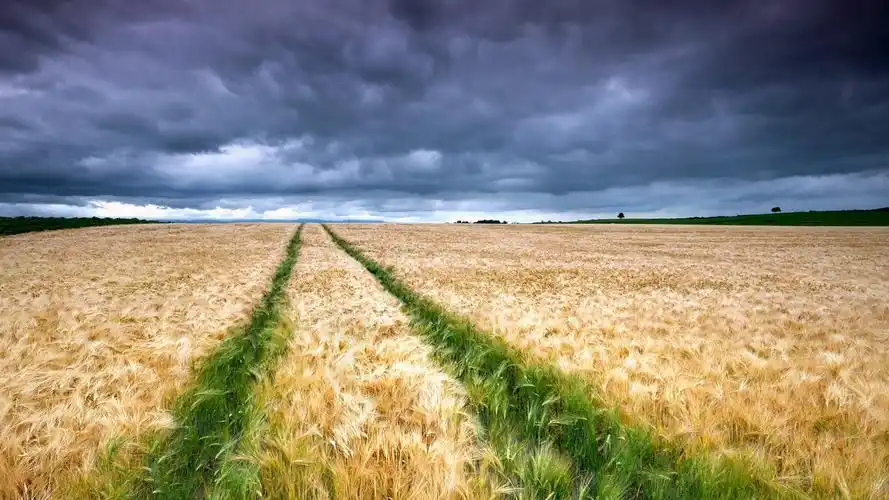 麦田,黄绿色,云彩 壁纸