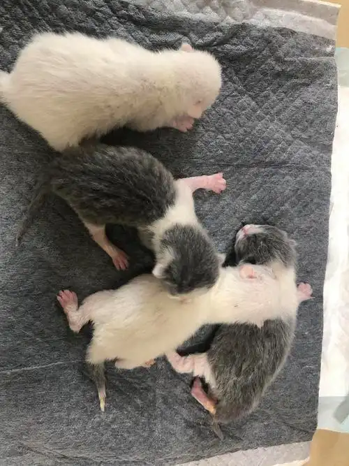 今天家里的蓝猫刚生崽了,不知道怎么看性别