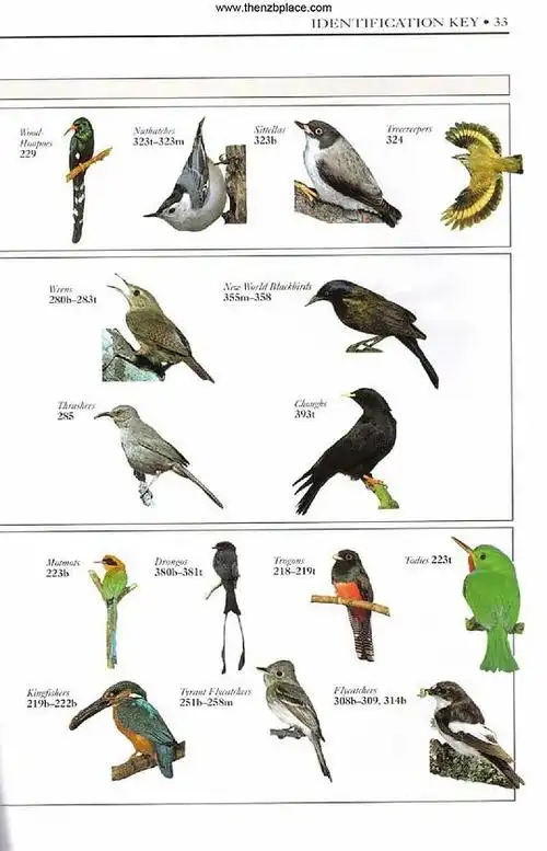 梦尝君的相册-世界鸟类图鉴