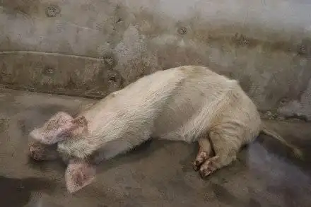 还记得汶川地震废墟中救出的"猪坚强"么?它可能要走了