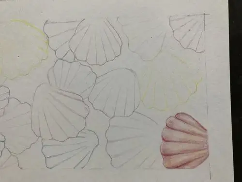 清新篇彩色贝壳55幅