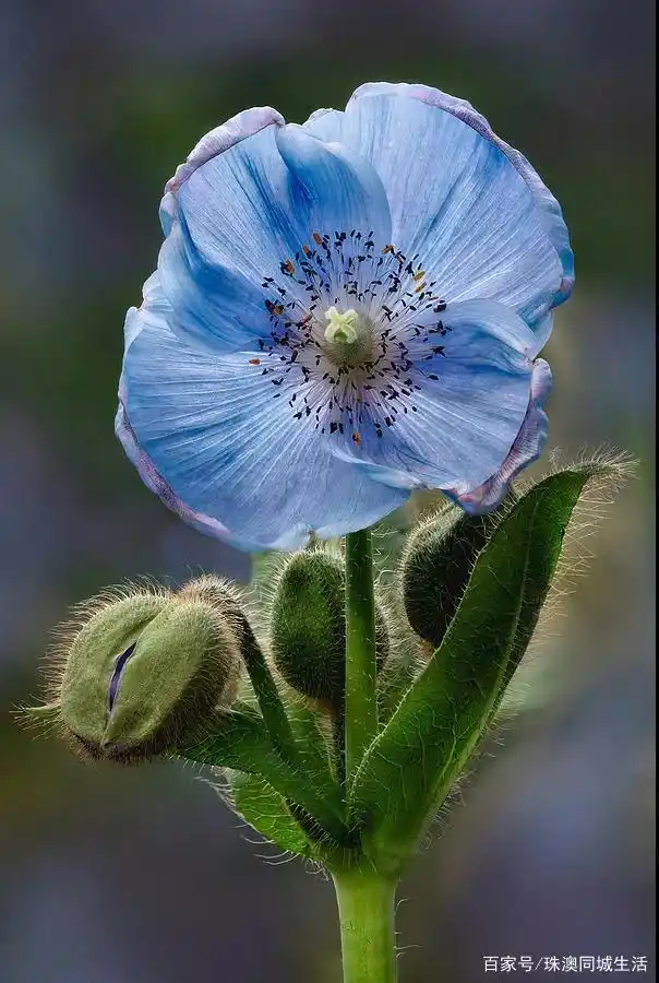 最受园丁欢迎的蓝色开花植物当属这几种
