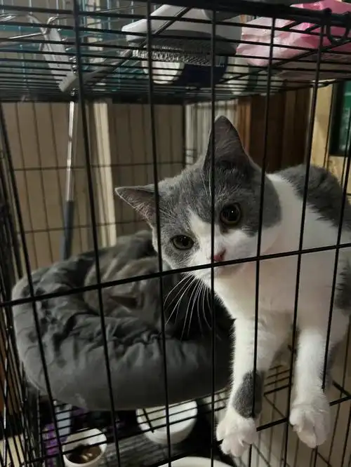 蓝猫蓝白纯种英短一公一母