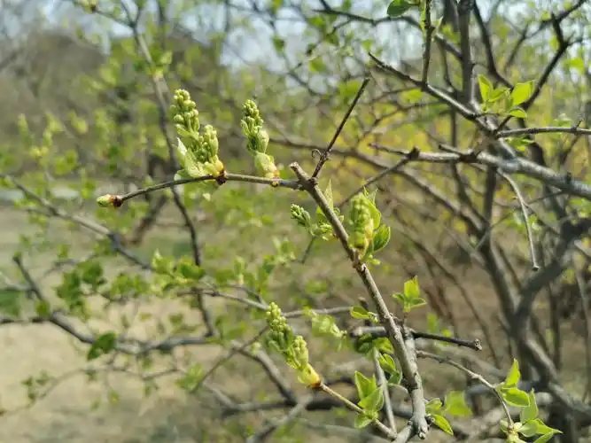 刚长花苞的丁香,还是嫩绿的