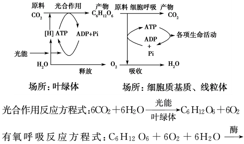 光合作用和呼吸作用