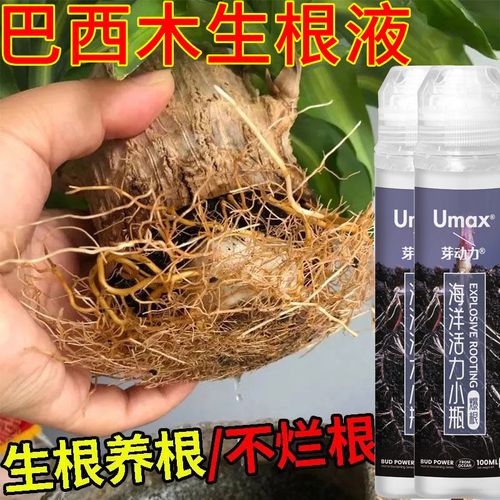 巴西木生根液巴西木猛生长巴西木爆根速生根生根液壮苗发根不烂根