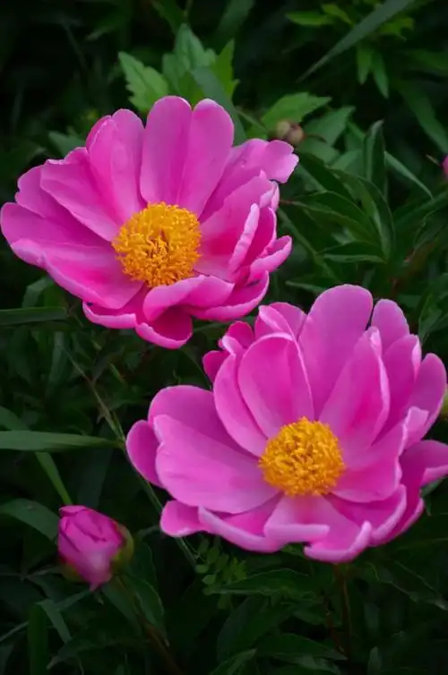 四月下旬来庐江汤池看芍药花海呀