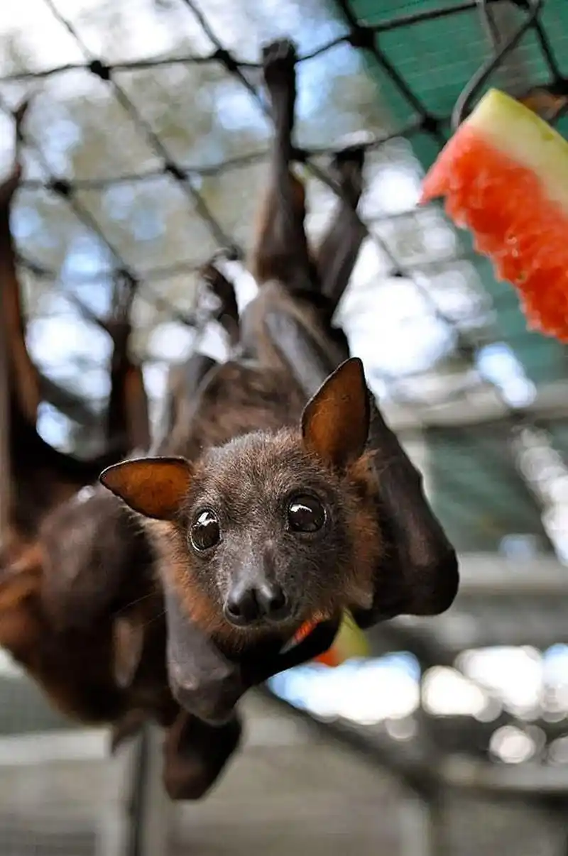 它就像是蝙蝠界的"迷你版",体重轻得就好比蝙蝠们开party时穿的那身