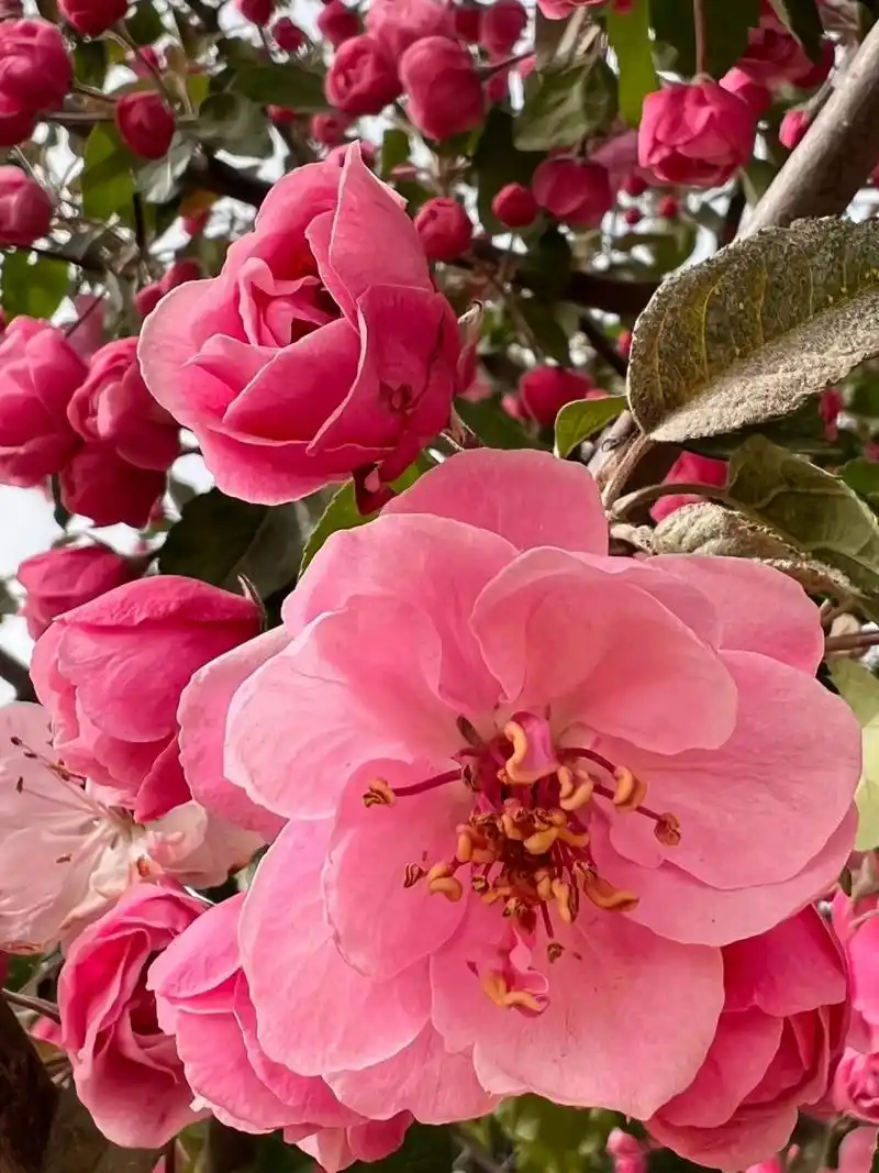 白兰地海棠～花如小牡丹,有淡淡的清香 白兰地海棠～花如小牡丹,有