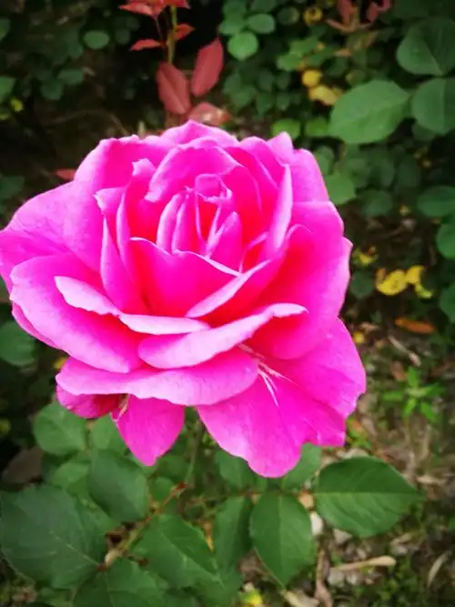 春天大自然美丽的花朵.万花盛开.清晨散步.多么舒心.