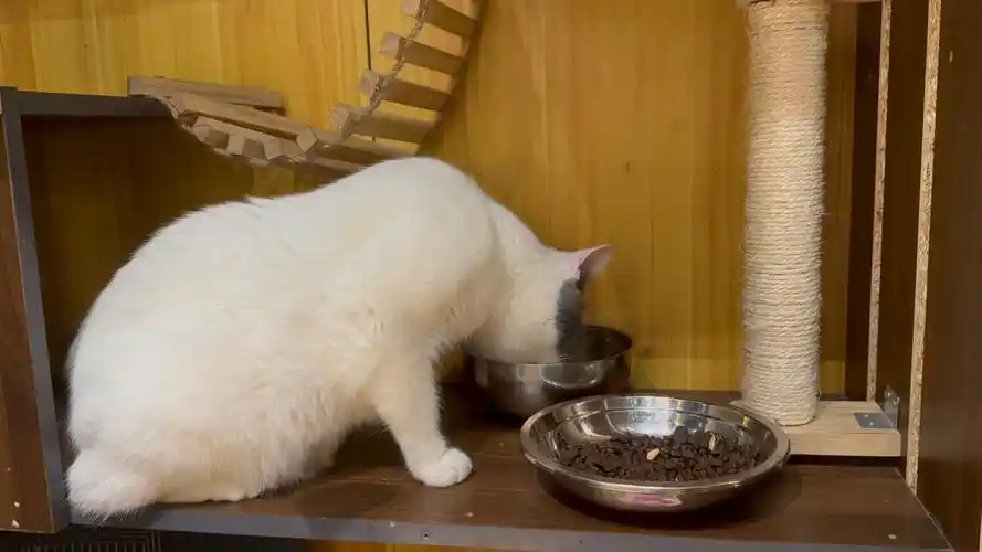 吃了两天止痛药了[软萌兔-表情包_害怕] 明天估计还是会咕咕01兄弟