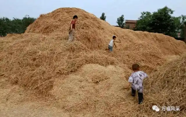 在万福7080年代是这样收麦子的你还记得多少